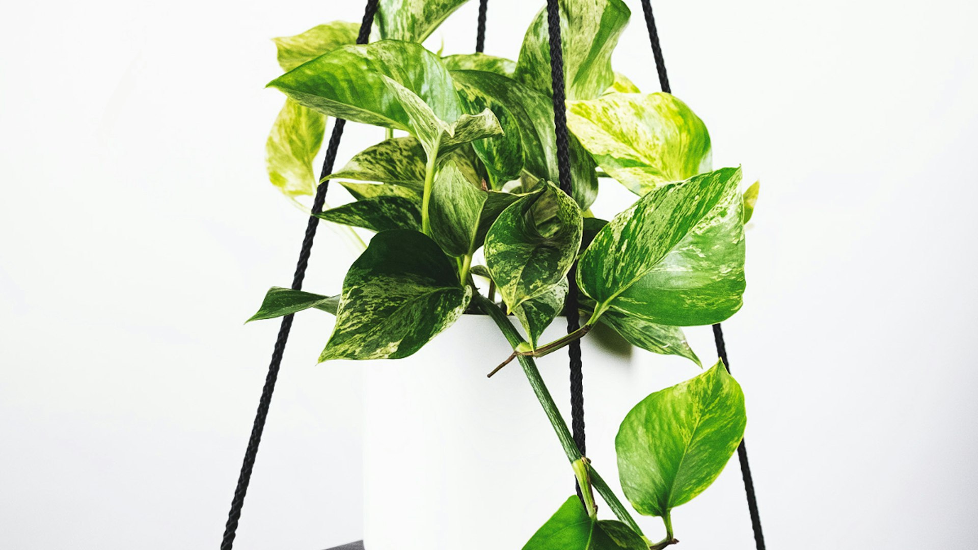 2026世界杯足球场全景，绿茵场与观众席座无虚席的壮观场景